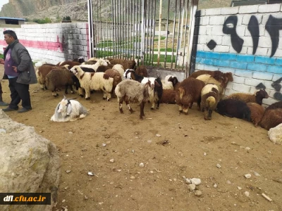 نذر گوسفند قربانی برای  سلامتی امام زمان(عج) در روز نیمه شعبان و جمع آوری
19گوسفند و ذبح آنها و توزیع در بین فقرا و محرومان شهر خرم آباد توسط گروه جهادی پردیس علامه طباطبایی لرستان
